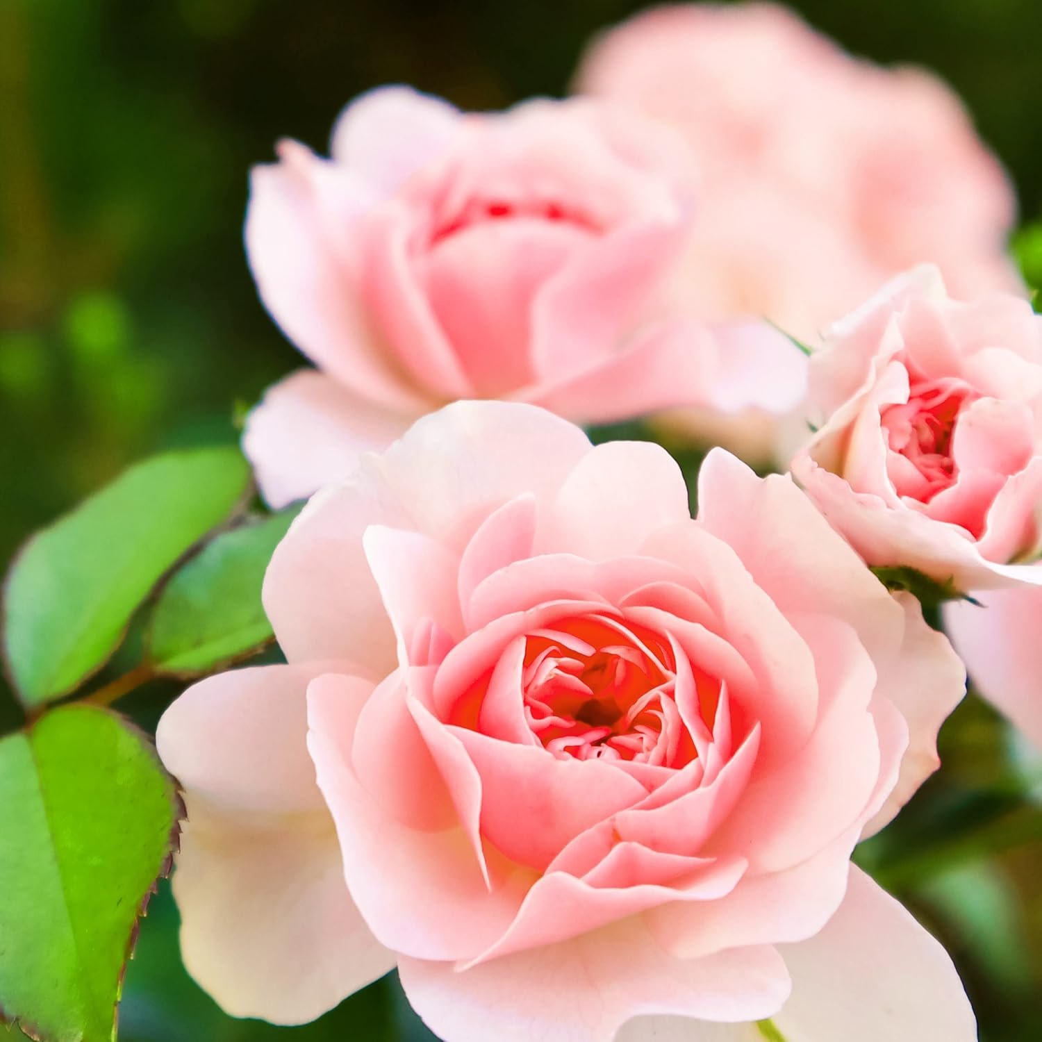 Herbal Essences Smooth Collection Conditioner - Image 2